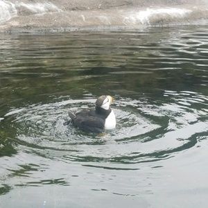 Meet your Posher, Hazel